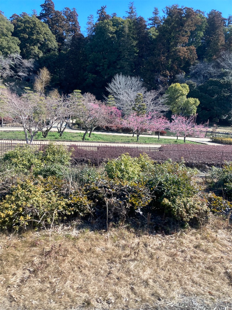 f:id:masaru-arameya:20220306173331j:image f:id:masaru-arameya:20220306173331j:image