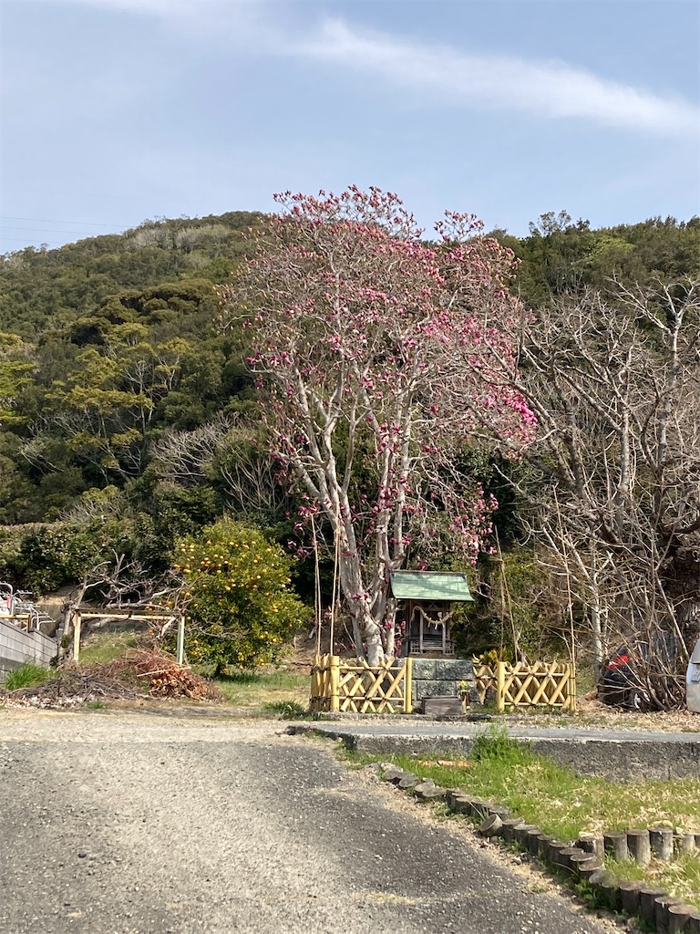 f:id:masaru-arameya:20220314095545j:image f:id:masaru-arameya:20220314095545j:image