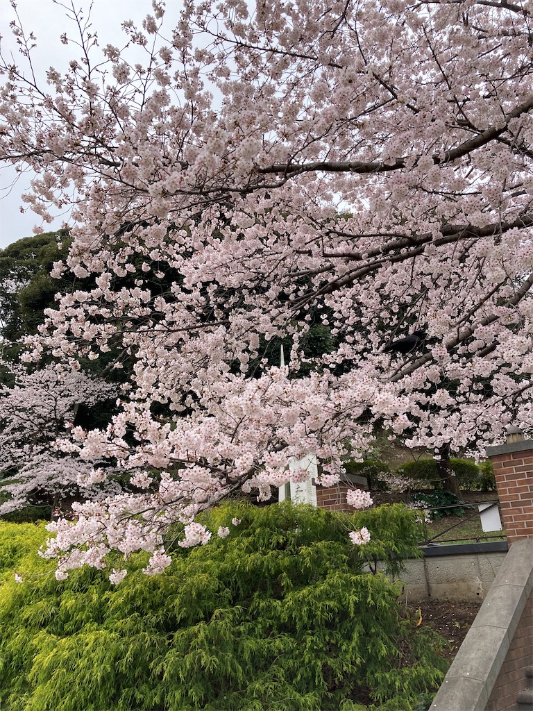 f:id:masaru-arameya:20220329201404j:image f:id:masaru-arameya:20220329201404j:image