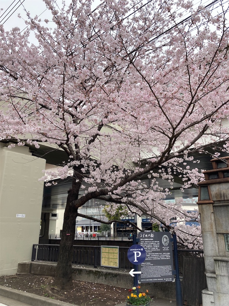 f:id:masaru-arameya:20220329201431j:image f:id:masaru-arameya:20220329201431j:image