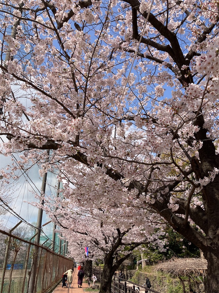 f:id:masaru-arameya:20220330140341j:image f:id:masaru-arameya:20220330140341j:image