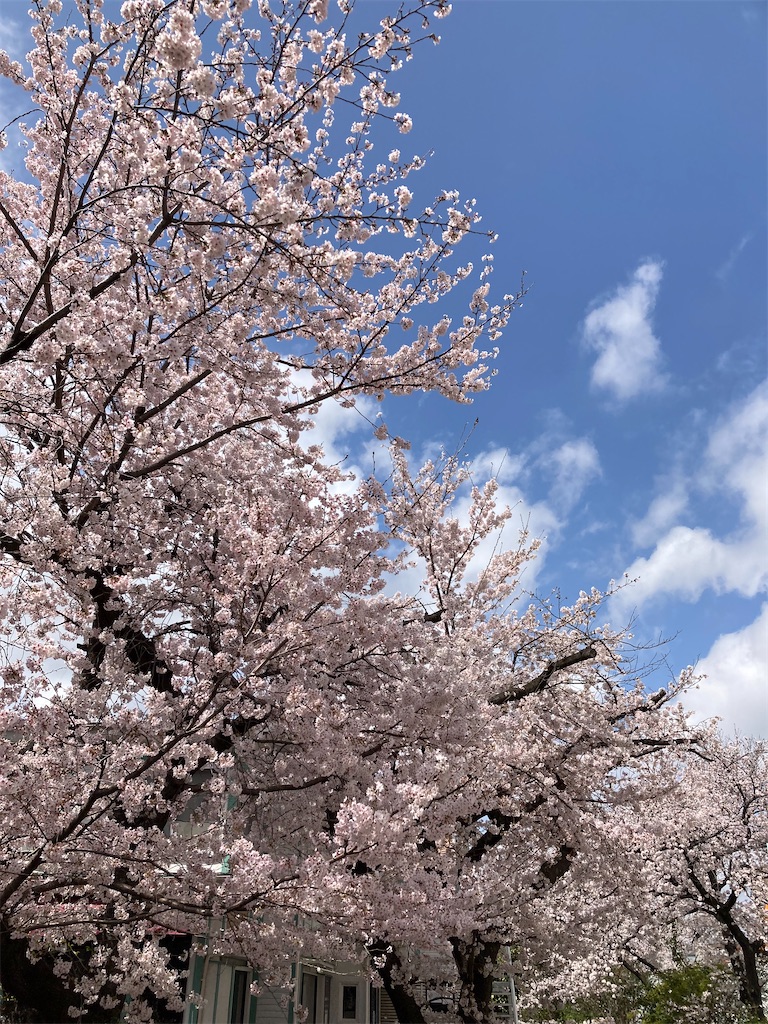 f:id:masaru-arameya:20220330140420j:image f:id:masaru-arameya:20220330140420j:image