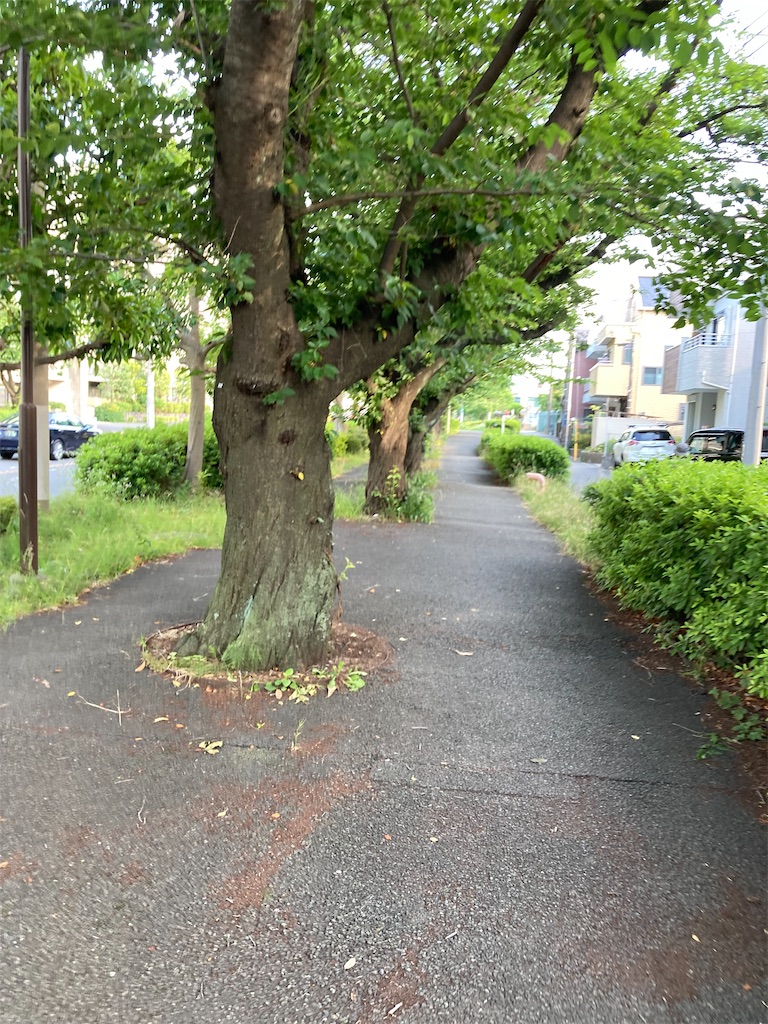 f:id:masaru-arameya:20220611211223j:image f:id:masaru-arameya:20220611211223j:image