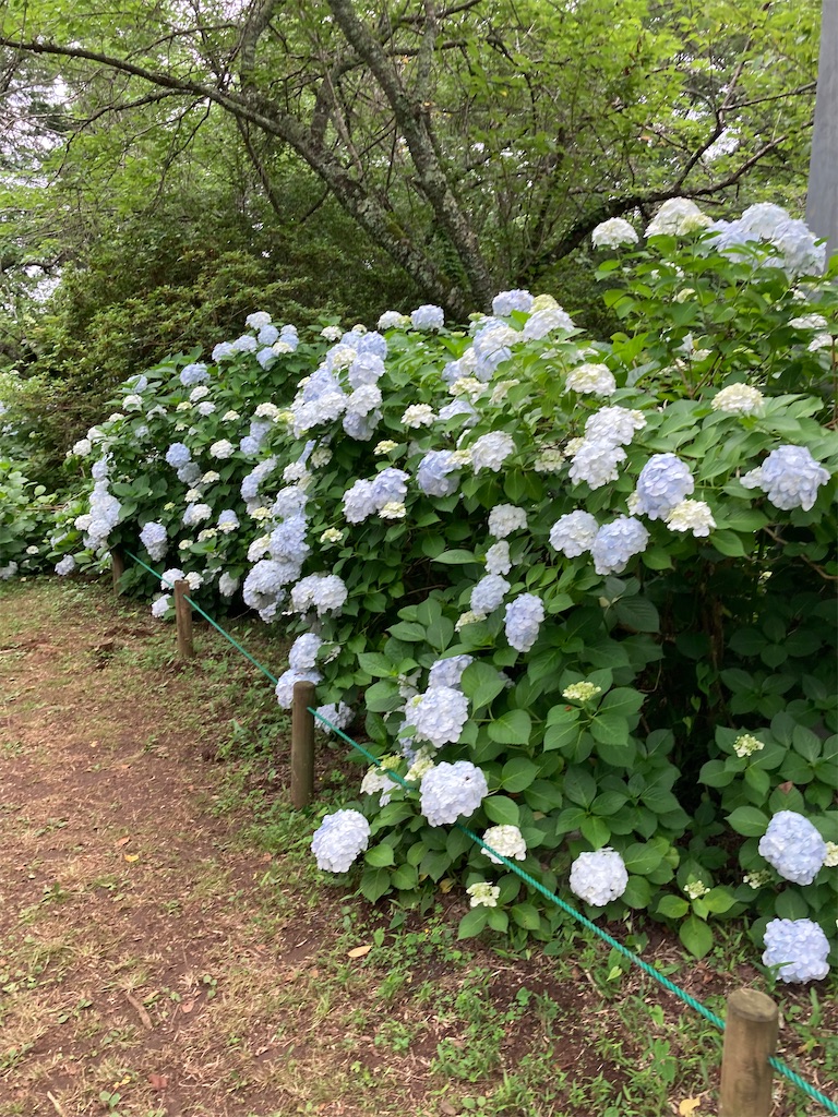 f:id:masaru-arameya:20220625144945j:image f:id:masaru-arameya:20220625144945j:image