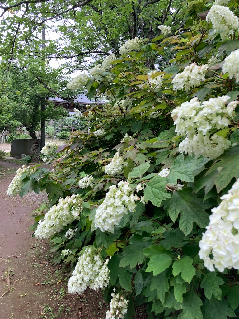 f:id:masaru-arameya:20220625144948j:image f:id:masaru-arameya:20220625144948j:image