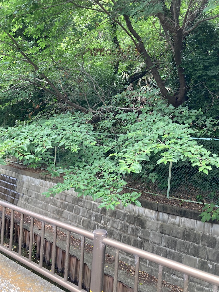 f:id:masaru-arameya:20220710103401j:image f:id:masaru-arameya:20220710103401j:image