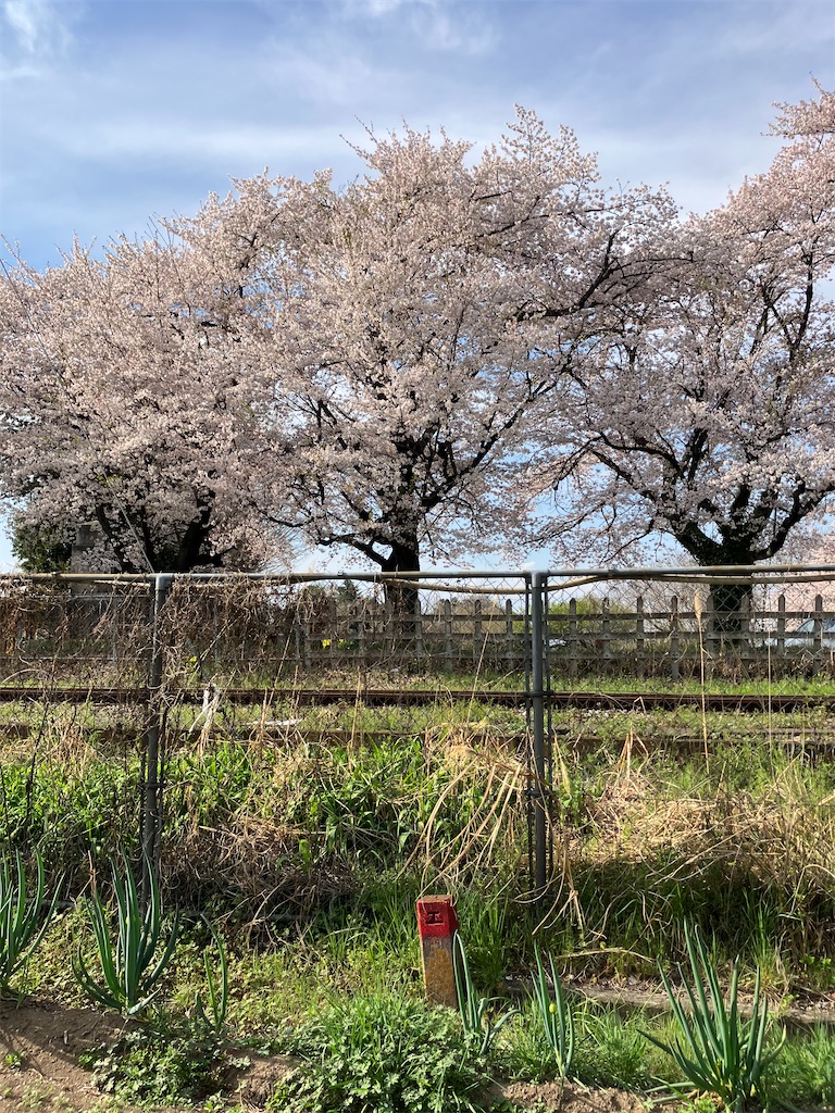 f:id:masaru-arameya:20230331172955j:image f:id:masaru-arameya:20230331172955j:image