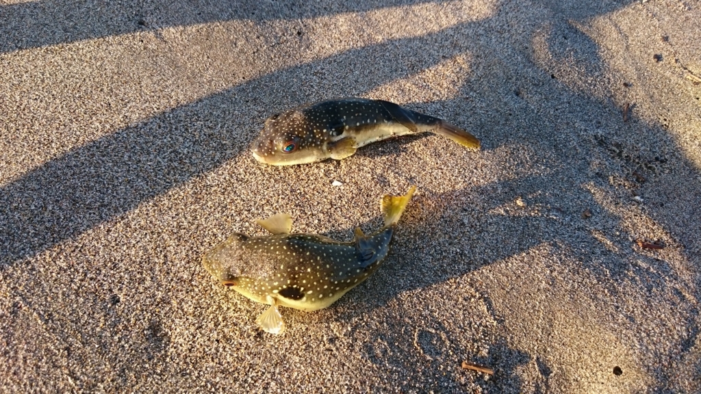 f:id:masarusumeragi:20160831192812j:plain