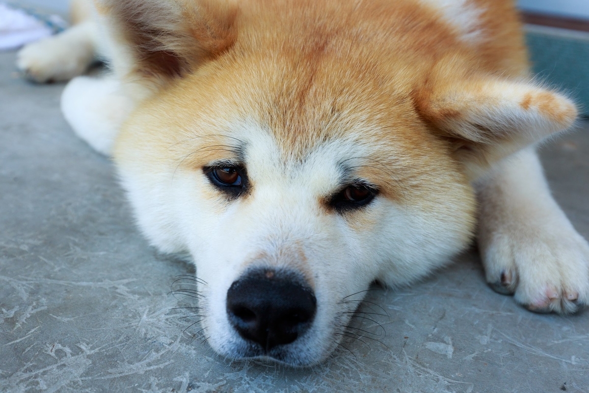 f:id:masashi-mental:20191230184259j:plain f:id:masashi-mental:20191230184259j:plain