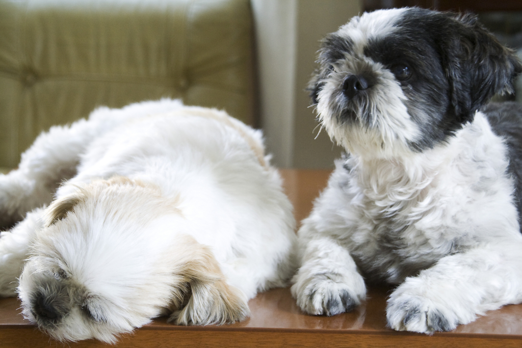 犬が雨の散歩後玄関マットで汚れを落としたい切れないっ 対処方法は しつけブログ 犬の噛むを防止させたり賢いわんちゃんへ