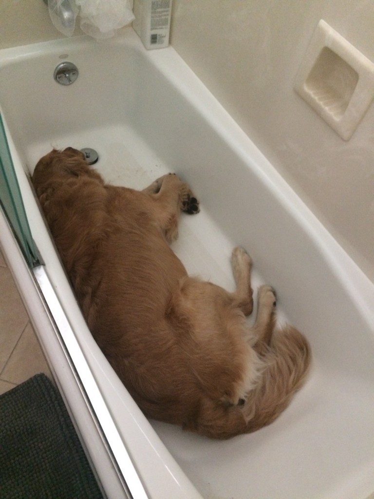 f:id:masataka_k:20170706091220j:plain