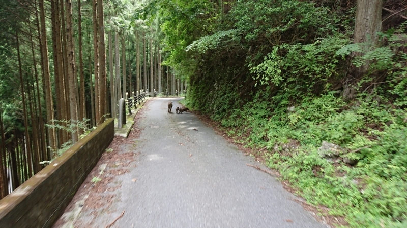 f:id:masatani1969:20180820183645j:plain