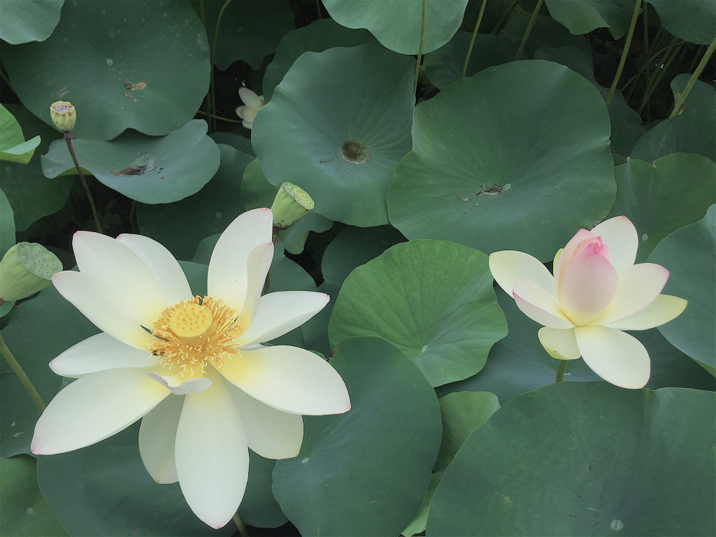 f:id:masatdm1951:20160702163103j:plain