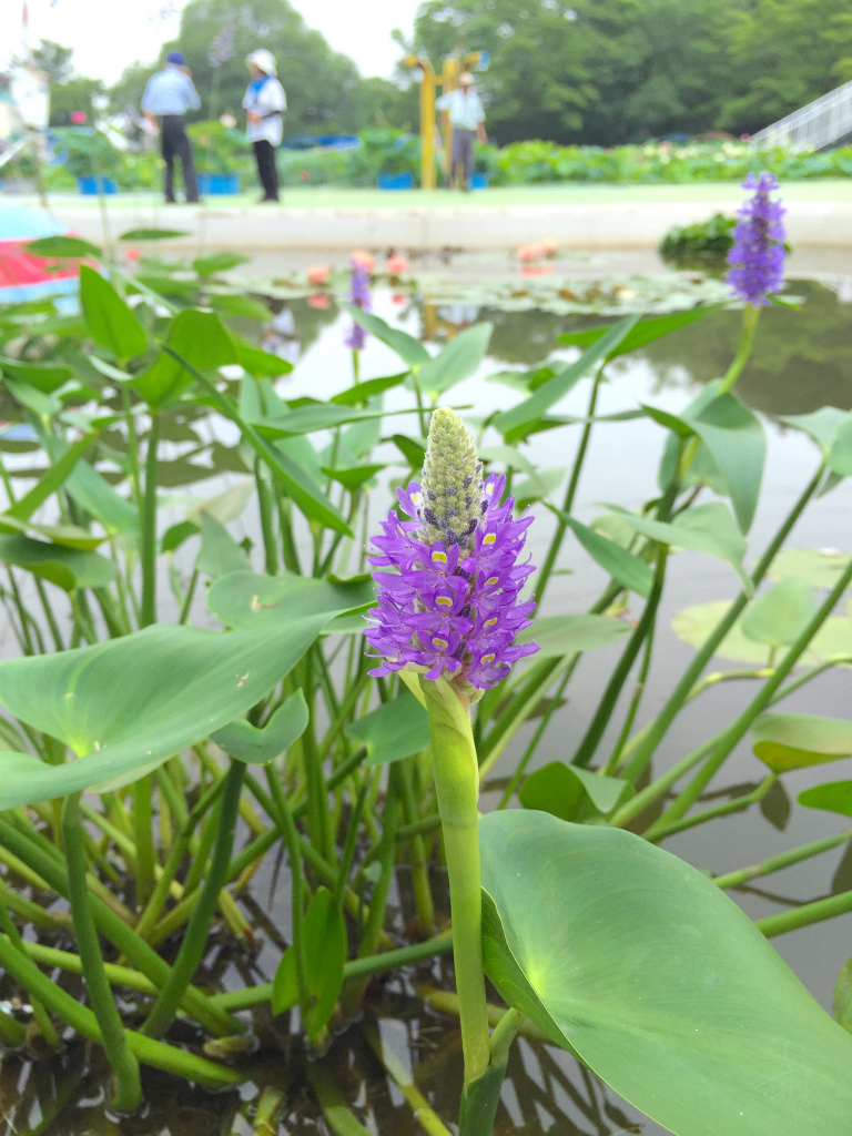 f:id:masatdm1951:20160702163219j:plain