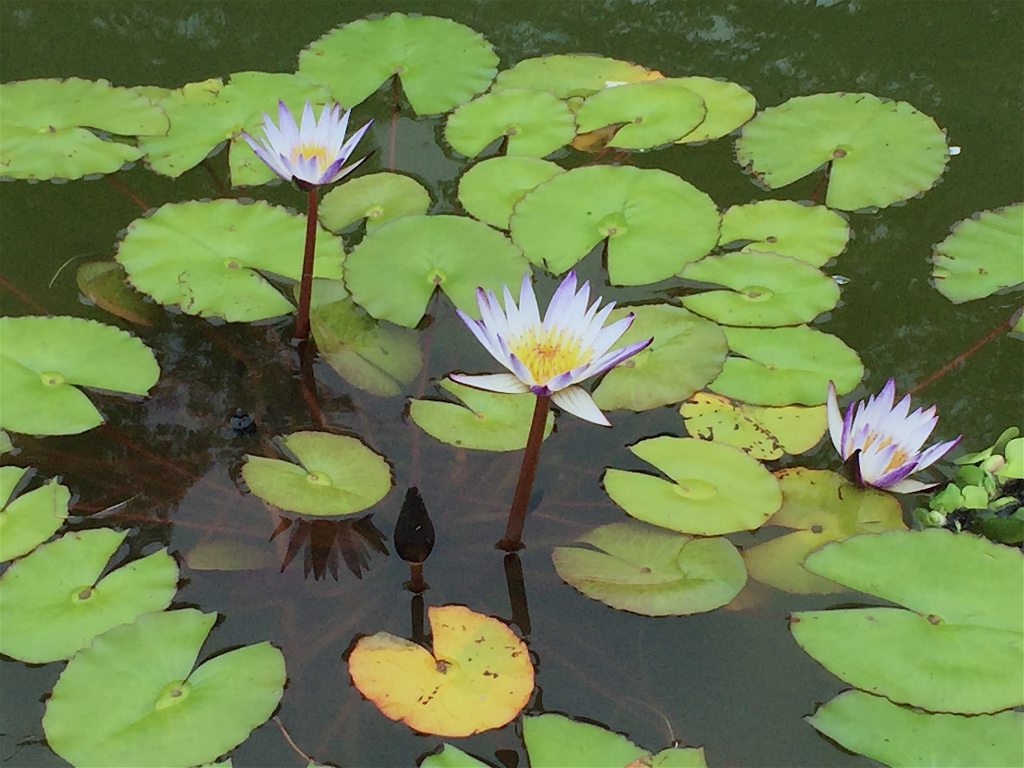 f:id:masatdm1951:20160702163301j:plain