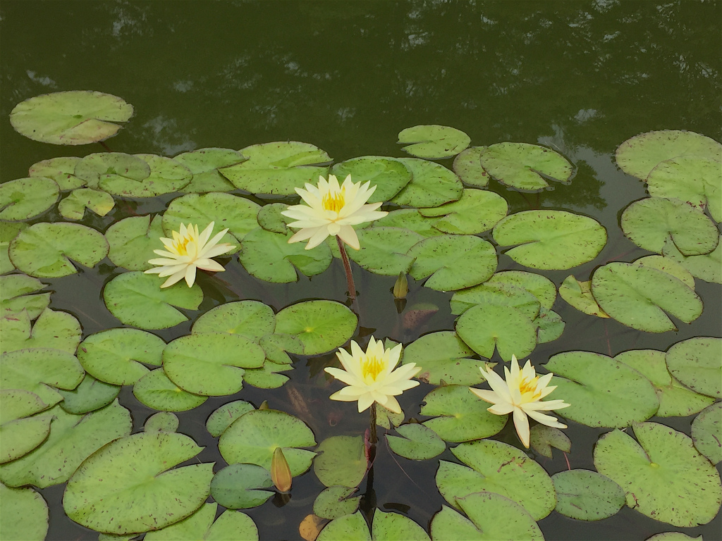 f:id:masatdm1951:20160702163310j:plain