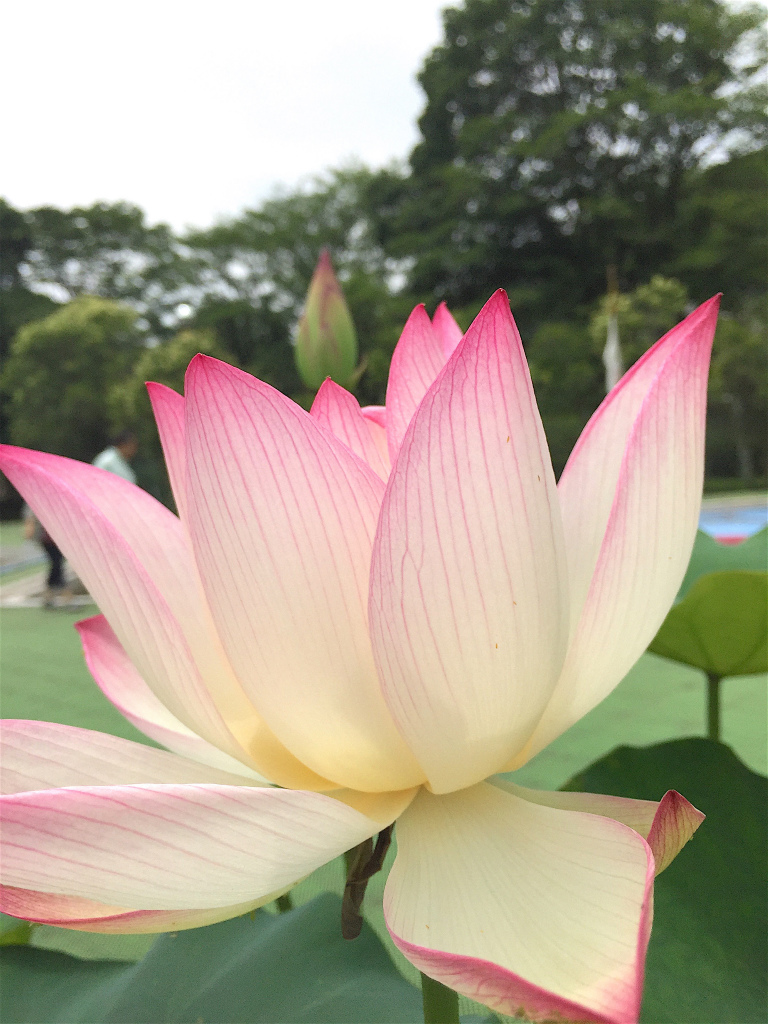 f:id:masatdm1951:20160702163321j:plain