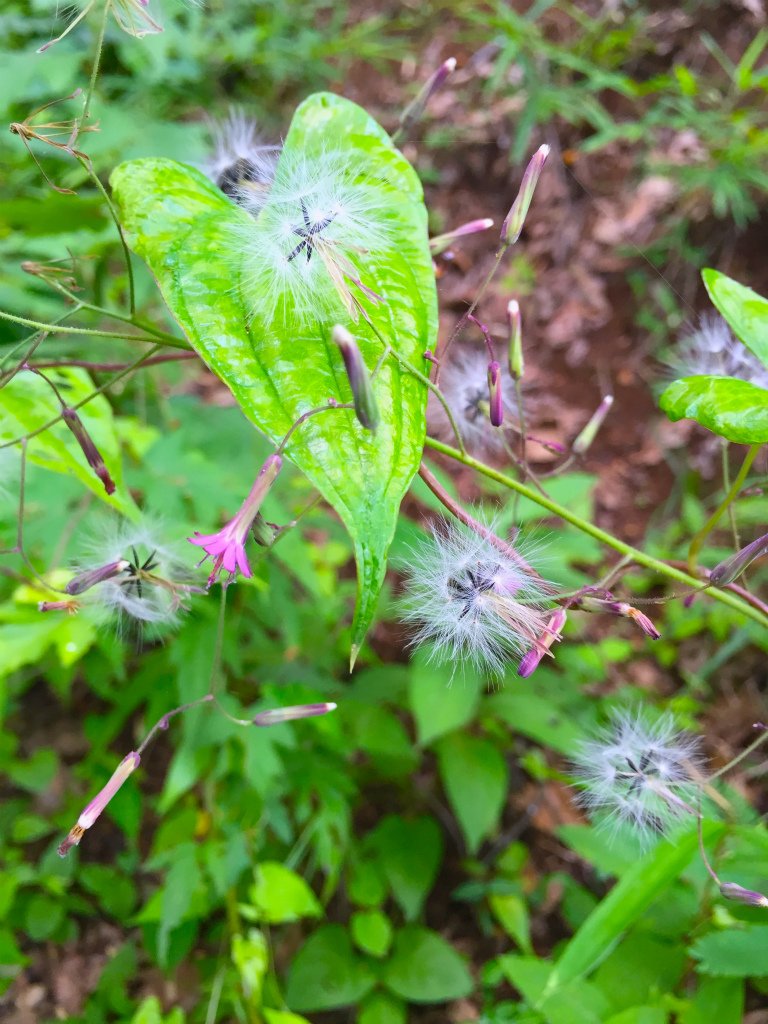 f:id:masatdm1951:20160702163329j:plain