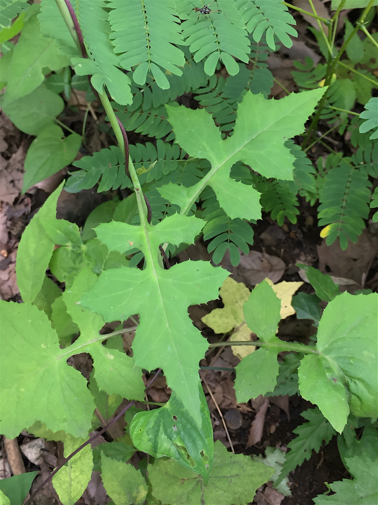 f:id:masatdm1951:20160702163337j:plain