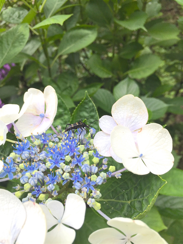 f:id:masatdm1951:20160708134208j:plain f:id:masatdm1951:20160708134208j:plain