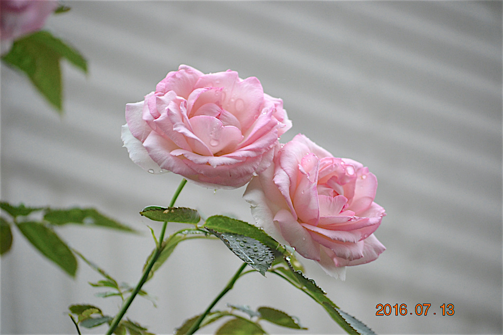 f:id:masatdm1951:20160713155626j:plain f:id:masatdm1951:20160713155626j:plain