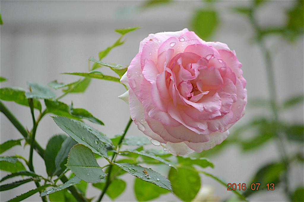 f:id:masatdm1951:20160713155633j:plain f:id:masatdm1951:20160713155633j:plain