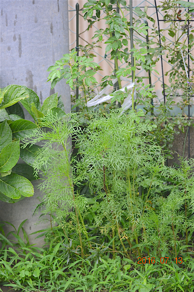 f:id:masatdm1951:20160713155648j:plain f:id:masatdm1951:20160713155648j:plain