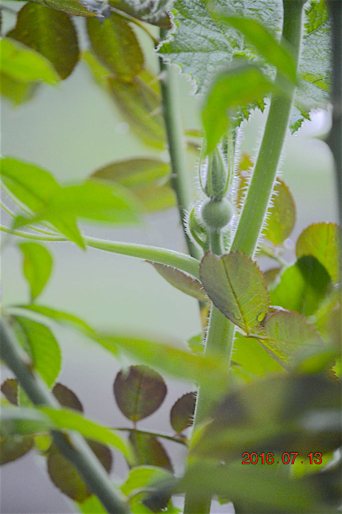 f:id:masatdm1951:20160713155651j:plain f:id:masatdm1951:20160713155651j:plain