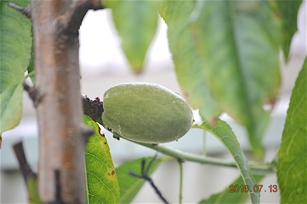 f:id:masatdm1951:20160713155654j:plain f:id:masatdm1951:20160713155654j:plain