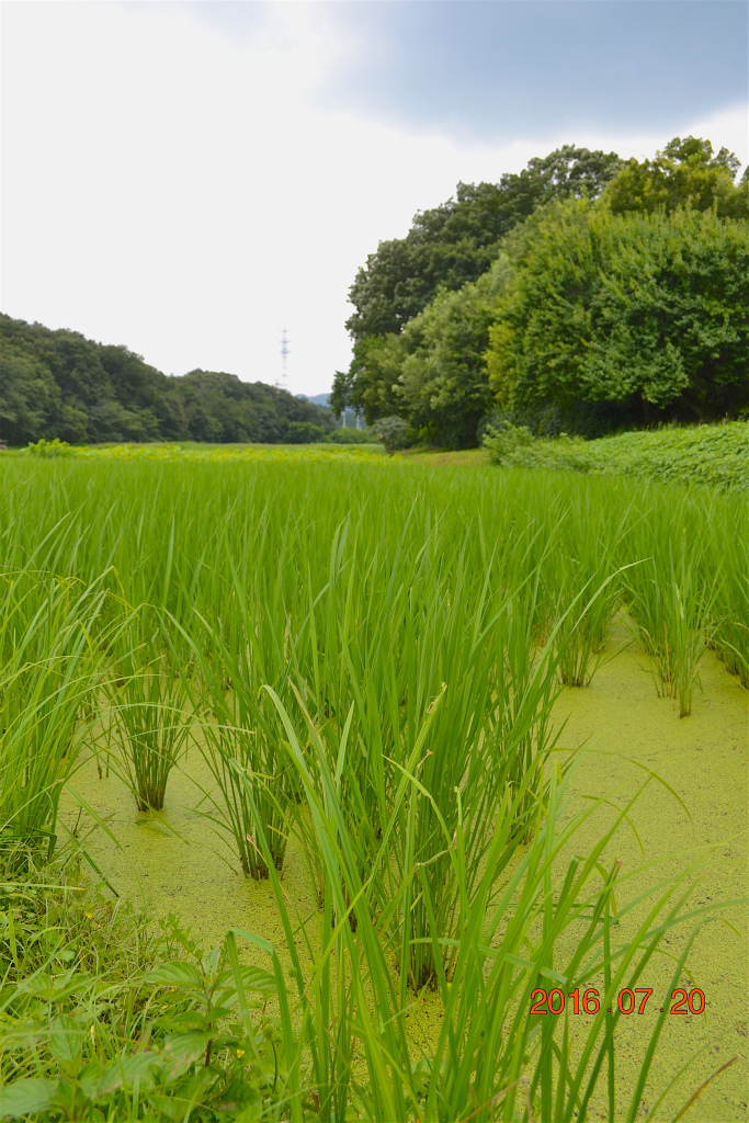 f:id:masatdm1951:20160720145359j:plain