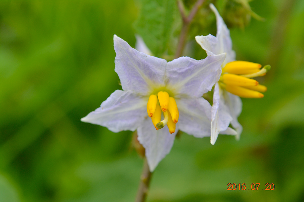 f:id:masatdm1951:20160720145629j:plain