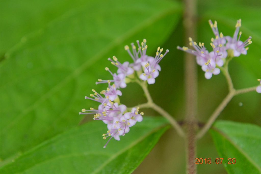 f:id:masatdm1951:20160720145808j:plain