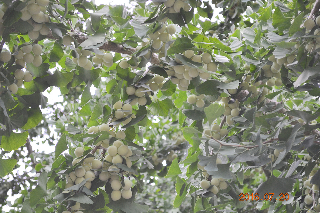 f:id:masatdm1951:20160720145906j:plain