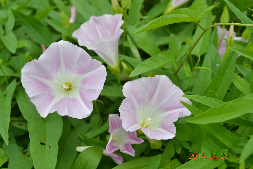 f:id:masatdm1951:20160720150308j:plain