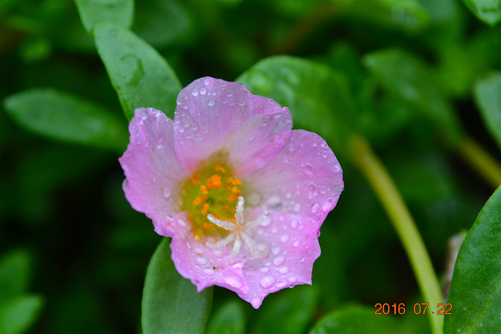 f:id:masatdm1951:20160722161407j:plain f:id:masatdm1951:20160722161407j:plain