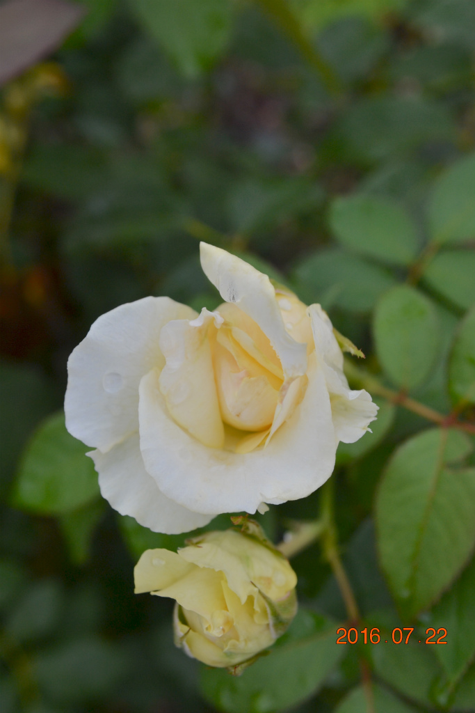 f:id:masatdm1951:20160722161456j:plain f:id:masatdm1951:20160722161456j:plain