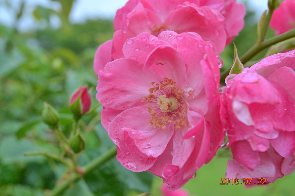 f:id:masatdm1951:20160722161459j:plain f:id:masatdm1951:20160722161459j:plain