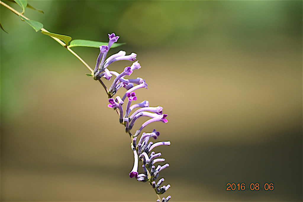 f:id:masatdm1951:20160807082403j:plain f:id:masatdm1951:20160807082403j:plain