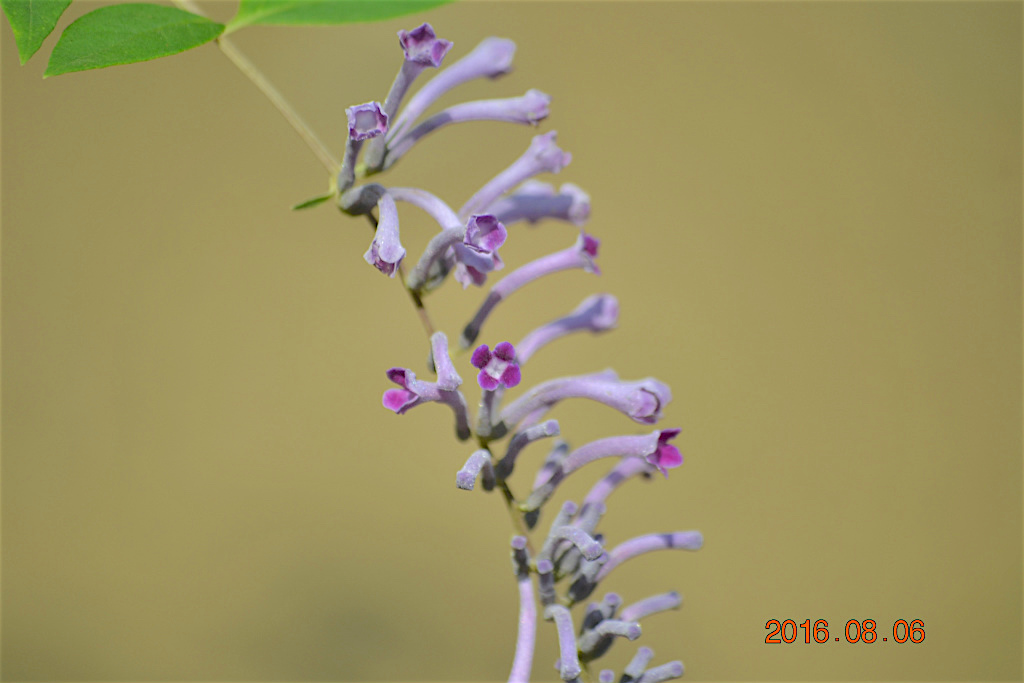 f:id:masatdm1951:20160807082450j:plain f:id:masatdm1951:20160807082450j:plain