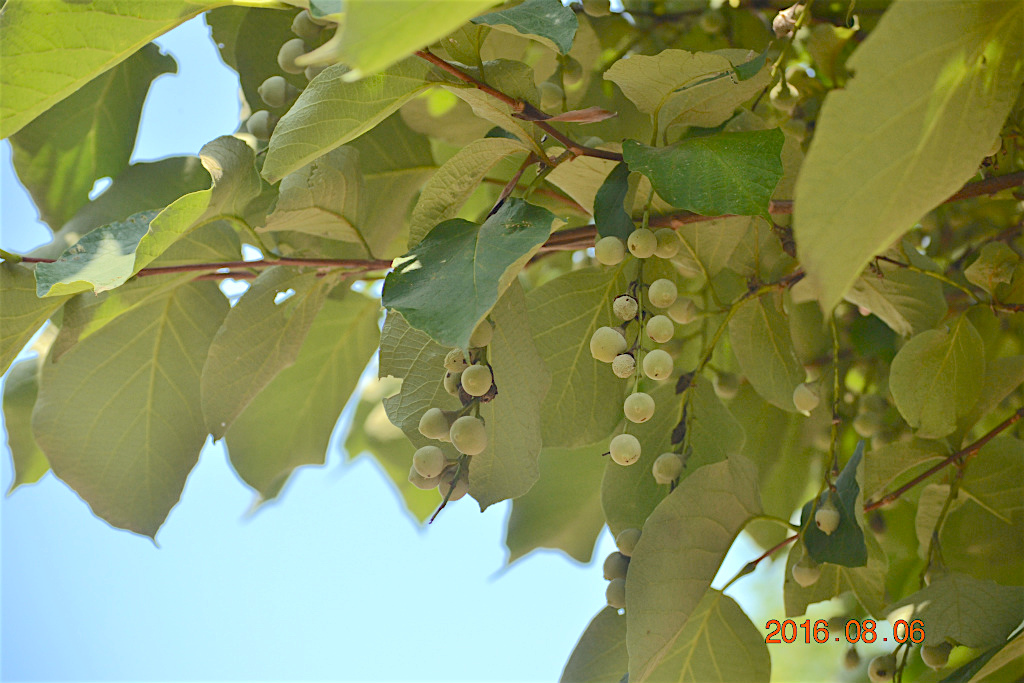 f:id:masatdm1951:20160807082700j:plain f:id:masatdm1951:20160807082700j:plain