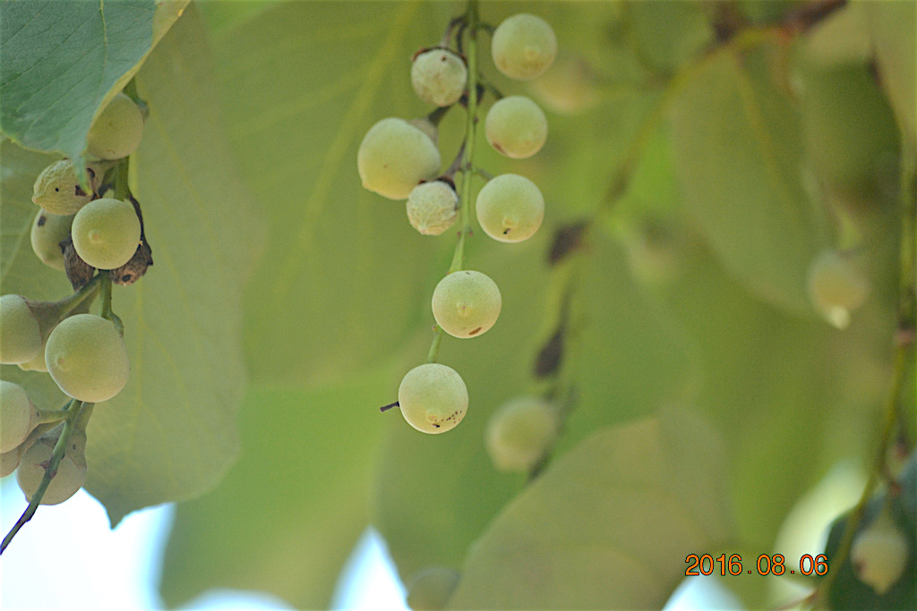 f:id:masatdm1951:20160807082704j:plain f:id:masatdm1951:20160807082704j:plain