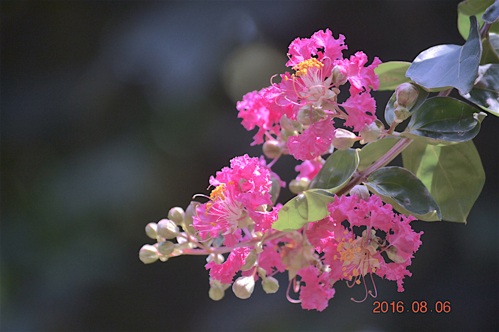 f:id:masatdm1951:20160807083153j:plain f:id:masatdm1951:20160807083153j:plain