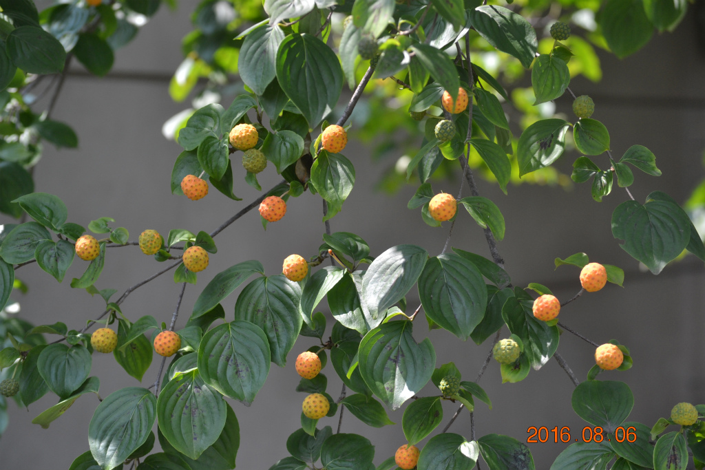 f:id:masatdm1951:20160807083716j:plain f:id:masatdm1951:20160807083716j:plain