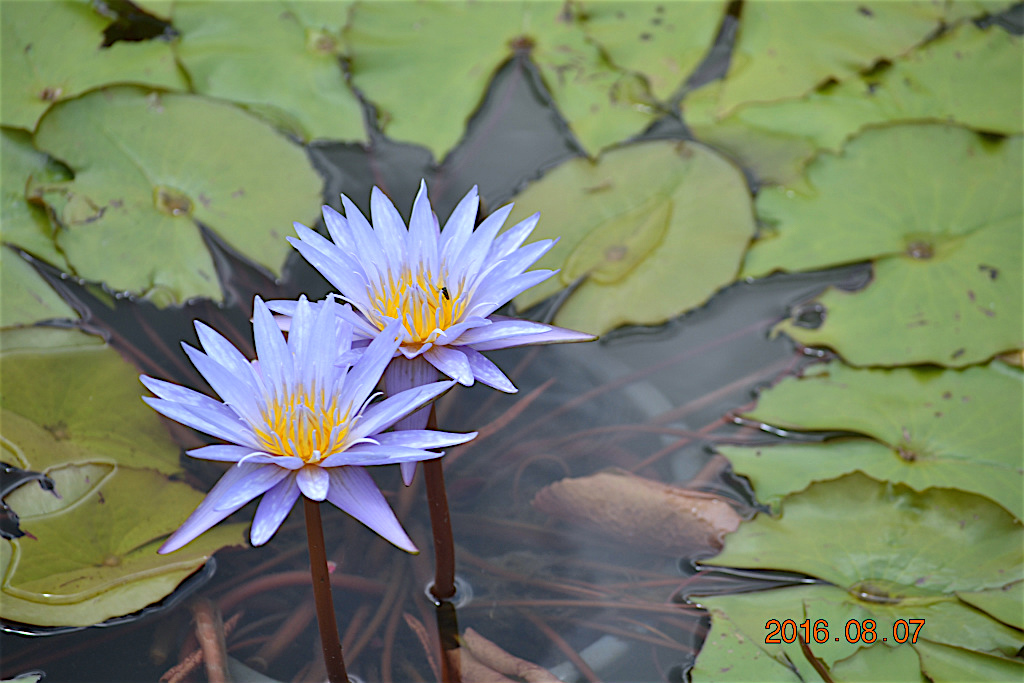 f:id:masatdm1951:20160807131004j:plain