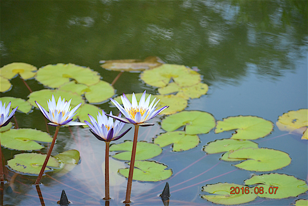 f:id:masatdm1951:20160807131021j:plain