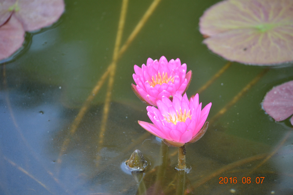 f:id:masatdm1951:20160807131024j:plain