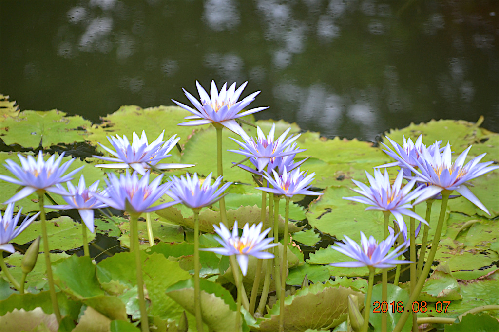 f:id:masatdm1951:20160807131030j:plain