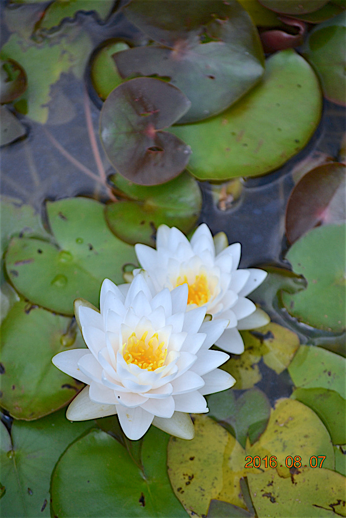 f:id:masatdm1951:20160807131040j:plain