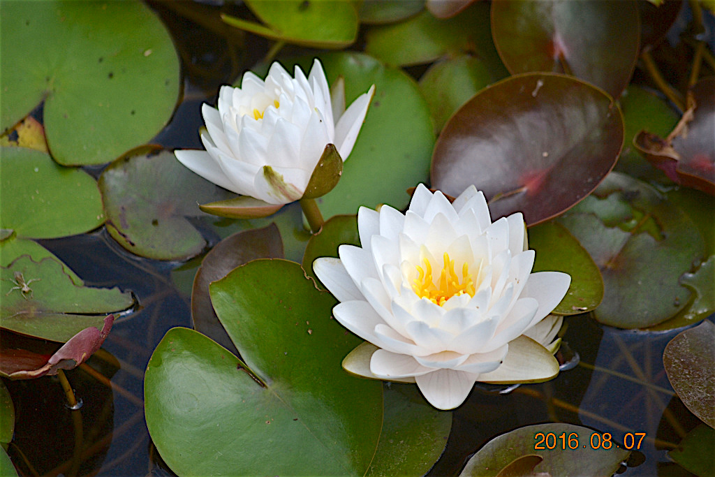 f:id:masatdm1951:20160807131054j:plain