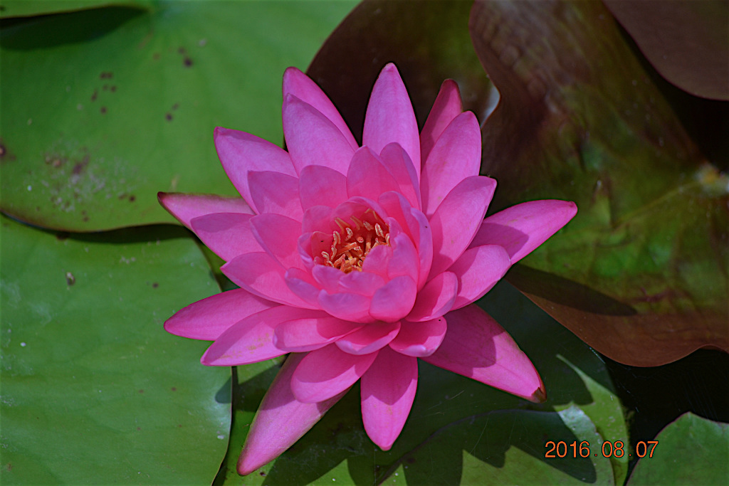 f:id:masatdm1951:20160807131101j:plain